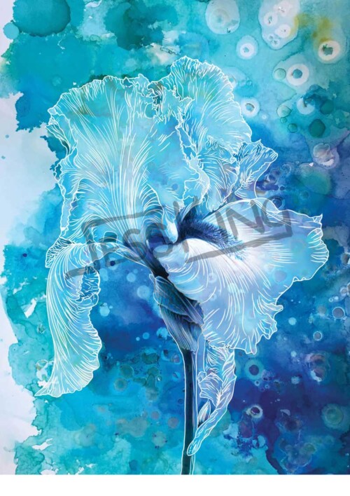 Blue Iris digital Illustration by Jess King Artist