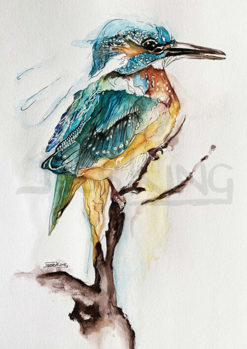 Kingfisher study print by Jess King Artist