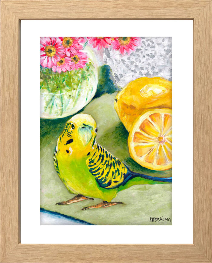 Budgie Loves Lemons Oil paining framed by Jess King