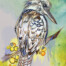 Kookaburra Australian bird illustration original art on ink background tea towel by Jess King artist