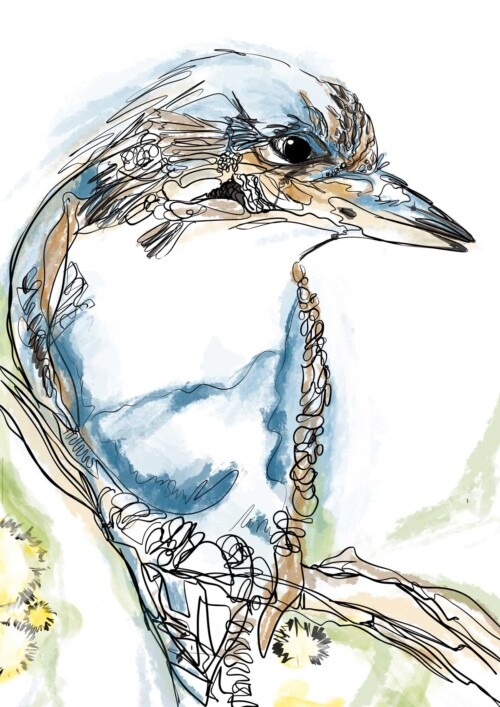 Kooka line 2 - Kookaburra Bird wall art print by Jess King Artist